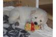 schöne Golden Retriever Welpe